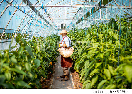 Senoir man harvesting peppers on a farm Senoir man harvesting peppers on a farm 63394962