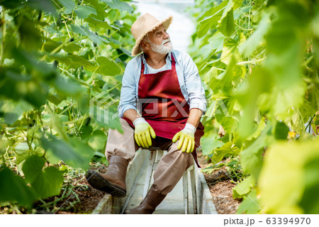 Senior man in the hothouse with cucumber plantation Senior man in the hothouse with cucumber plantation 63394970