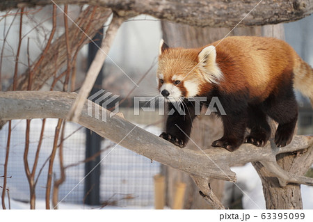 札幌 円山動物園 レッサーパンダ 札幌 円山動物園 レッサーパンダ 63395099