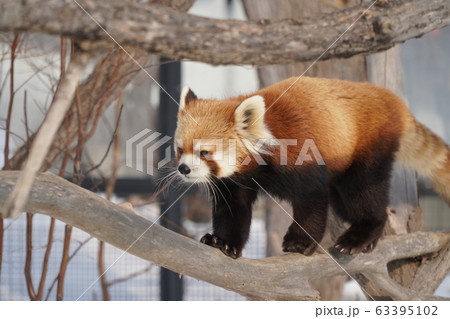 札幌　円山動物園　レッサーパンダ 63395102