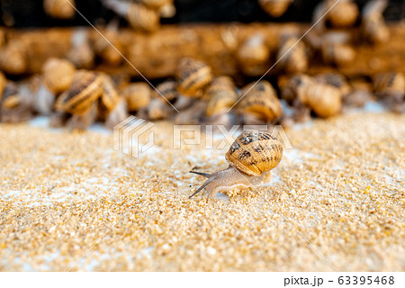 Close-up of snails on a farm Close-up of snails on a farm 63395468