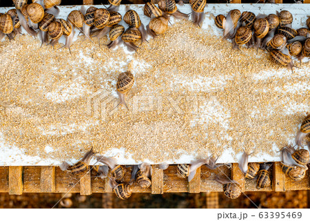 Close-up of snails on a farm 63395469
