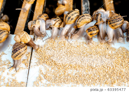 Close-up of snails on a farm 63395477