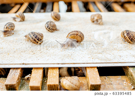 Close-up of snails on a farm 63395485