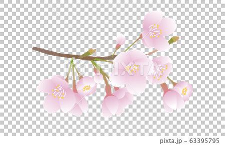 花朵 花 花卉 63395795