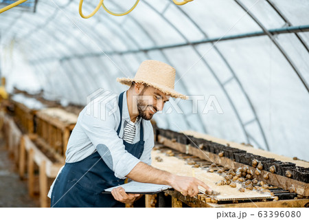 Farmer working on the farm with snails 63396080