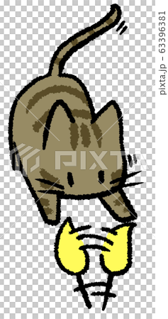 Pheasant cat playing Pheasant cat playing 63396381