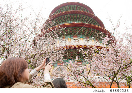 天元宮 美しい桜の季節 台湾台北、ソメイヨシノ、女性の背中 天元宮 美しい桜の季節 台湾台北、ソメイヨシノ、女性の背中 63396588