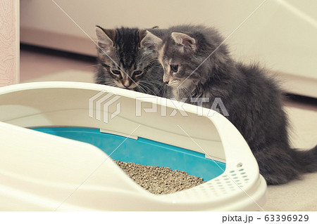 Two cute kittens are sitting near their litter box. Training kittens to the toilet Two cute kittens are sitting near their litter box. Training kittens to the toilet 63396929