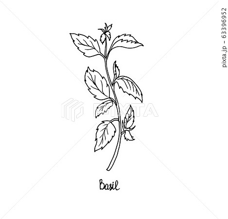 Spicy Herbs Are Grown In The Garden Basil のイラスト素材