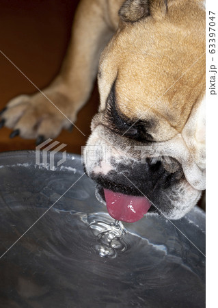 水を飲むブルドッグ 水を飲むブルドッグ 63397047