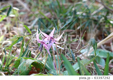 カタクリ(片栗) 咲き始め カタクリ(片栗) 咲き始め 63397292