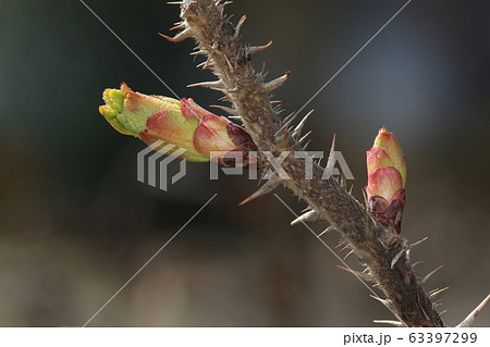 自然　植物　ハマナス、二月下旬。冬芽から若葉が顔を出しています。赤かった芽鱗も緑色になっています 63397299
