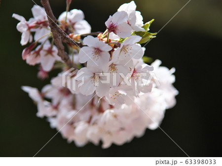 桜 63398033