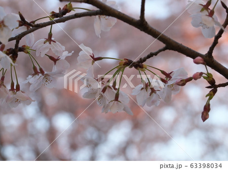 桜 63398034