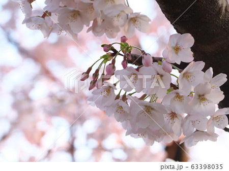 桜 63398035
