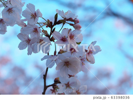 桜 桜 63398036