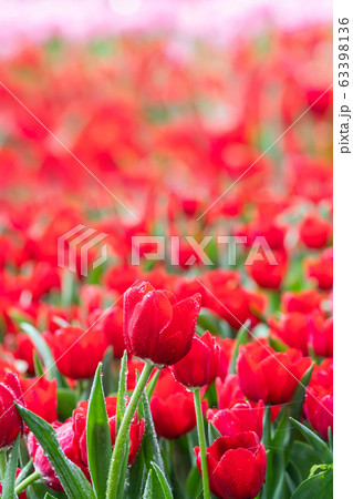 Beautiful red tulips blooming in the park with Beautiful red tulips blooming in the park with 63398136