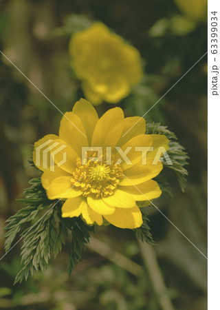 フクジュソウ（福寿草） 63399034