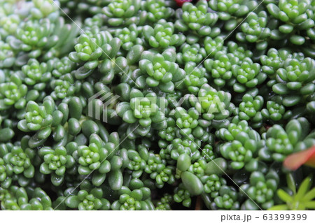 白花タイトゴメ 63399399