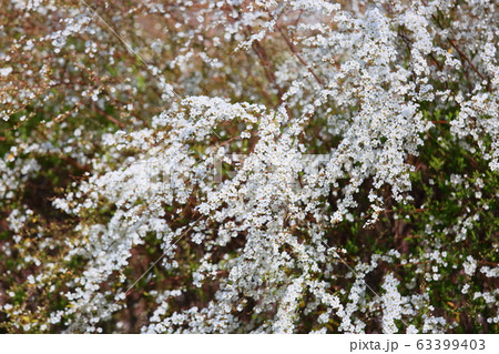 ユキヤナギの花 63399403