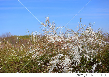 ユキヤナギの花 63399404
