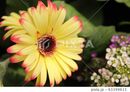 ガーベラ ガーベラ 63399615