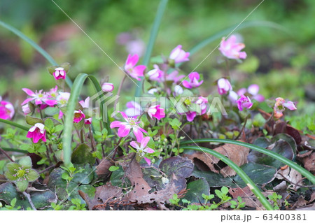 オオミスミソウの花 63400381