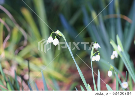 スノーフレークの花 63400384