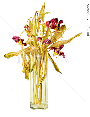Wilted tulips in vase 63400645