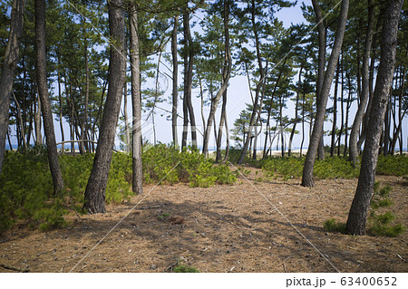 弓ヶ浜サイクリングコースから見える青松林 63400652