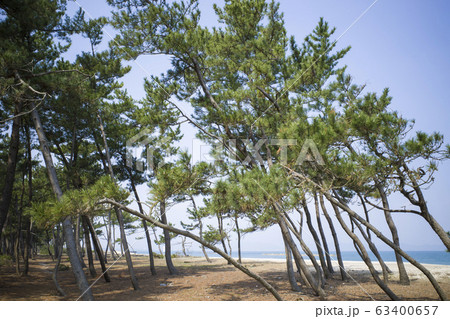弓ヶ浜サイクリングコースから見える青松林 63400657