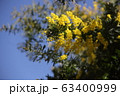 ミモザと青空 63400999