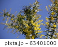 ミモザと青空 63401000