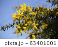 ミモザと青空 63401001