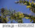 ミモザと青空 63401002