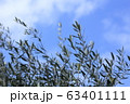 青空とオリーブ 63401111