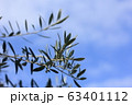 青空とオリーブ 63401112