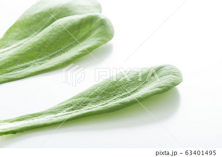 大葉春菊（鍋しゅんぎく）　北九州名産 63401495