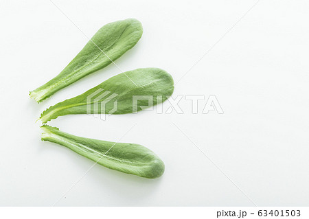 大葉春菊（鍋しゅんぎく）　北九州名産 63401503