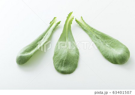 大葉春菊（鍋しゅんぎく）　北九州名産 63401507