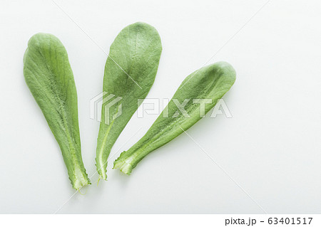 大葉春菊（鍋しゅんぎく）　北九州名産 63401517