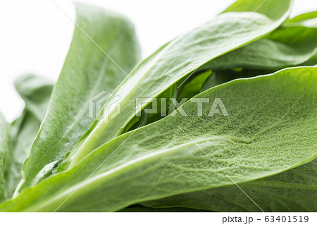 大葉春菊（鍋しゅんぎく）　北九州名産 63401519