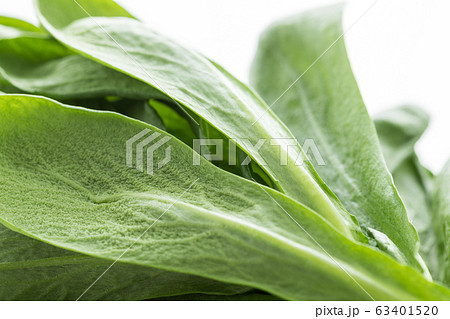 大葉春菊(鍋しゅんぎく) 北九州名産 大葉春菊(鍋しゅんぎく) 北九州名産 63401520