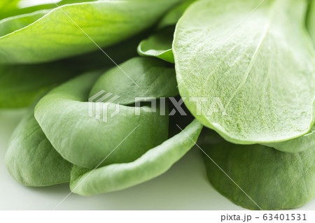 大葉春菊（鍋しゅんぎく）　北九州名産 63401531