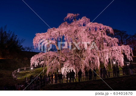福島県　三春滝桜　ライトアップ　夕暮れ時 63401670