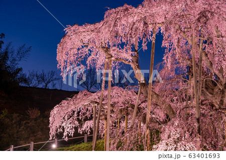 福島県 三春滝桜 ライトアップ 夕暮れ時 福島県 三春滝桜 ライトアップ 夕暮れ時 63401693