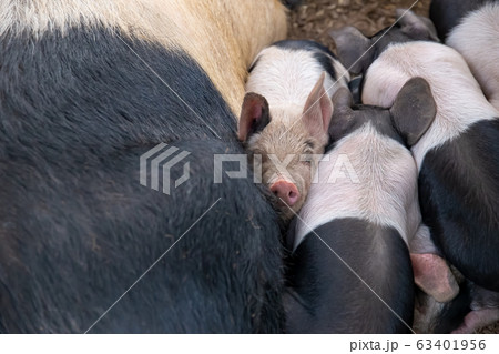 Saddleback piglets (sus scrofa domesticus) and 63401956