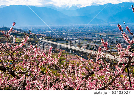 甲府盆地桃の花とリニアモーターカー 甲府盆地桃の花とリニアモーターカー 63402027