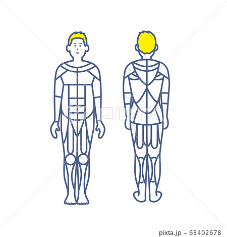 筋肉の図 前後ろのイラスト素材